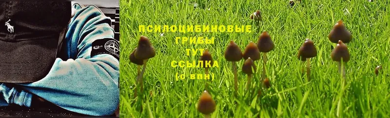 Галлюциногенные грибы Psilocybe  Скопин 